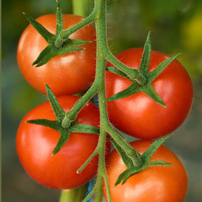 Gemüse Tomaten von Südeifeler